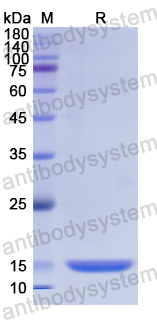 Recombinant Human MDK Protein, N-His