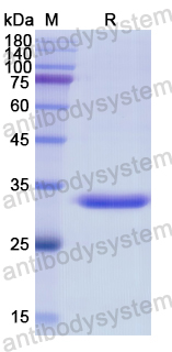 Recombinant Human CD204/MSR1 Protein, N-His