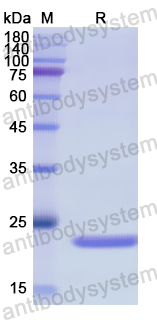 Recombinant Human FGF7 Protein, N-His