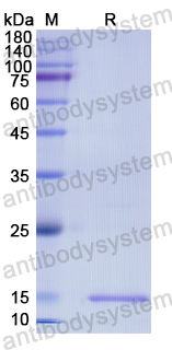 Recombinant Human DRD5 Protein, N-His