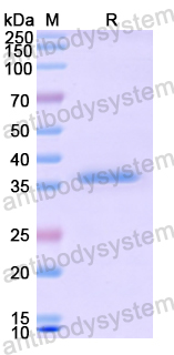 Recombinant Human CD9 Protein, N-GST