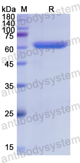 Recombinant Human TGM2 Protein, N-His