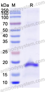 Recombinant Human BMP6 Protein, N-His