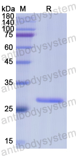 Recombinant Human MMUT Protein, N-His