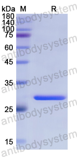 Recombinant Human FUT4 Protein, N-His