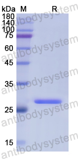 Recombinant Human FBL Protein, N-His