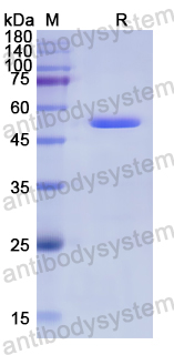 Recombinant Human TNXB Protein, N-GST