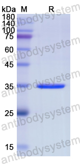 Recombinant Human CDH3 Protein, N-His