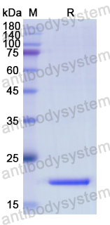 Recombinant Human IL10 Protein, C-His