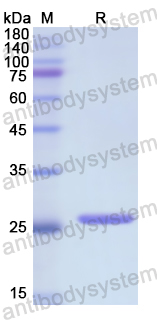 Recombinant Human GPX3 Protein, N-His