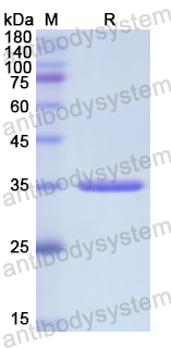 Recombinant Human CCL1/I-309 Protein, N-GST