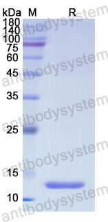 Recombinant Human GAL Protein, N-His