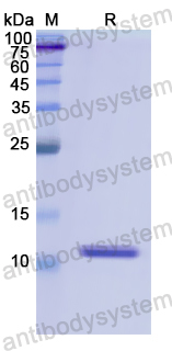 Recombinant Human HNRNPA2B1 Protein, N-His