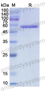 Recombinant Human CBL Protein, N-GST