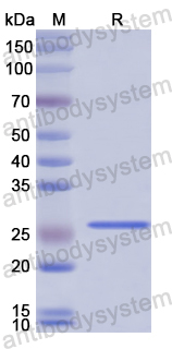 Recombinant Human FBLN1 Protein, N-His