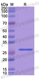 Recombinant Human TCEA1 Protein, N-His