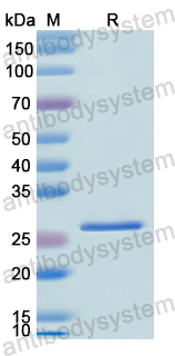 Recombinant Human CD238/KEL Protein, N-His