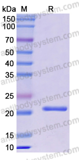 Recombinant Human PPIB Protein, N-His