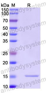 Recombinant Human GCSH Protein, N-His