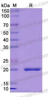 Recombinant Human PTPRZ1 Protein, N-His