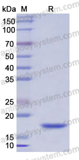 Recombinant Human CD252/TNFSF4 Protein, N-His