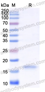 Recombinant Human BDNF Protein, N-His