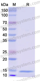 Recombinant Human NPPC Protein, N-His