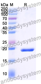 Recombinant Human NPPC Protein, N-His-SUMO