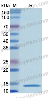 Recombinant Human PAX7 Protein, N-His