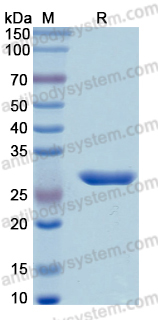 Recombinant Human CMA1 Protein, N-His