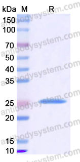 Recombinant Human IL32 Protein, N-His