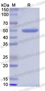 Recombinant Human PRTN3 Protein, N-GST