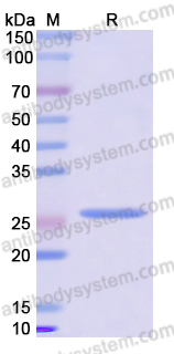 Recombinant Human CD124/IL4R Protein, N-His