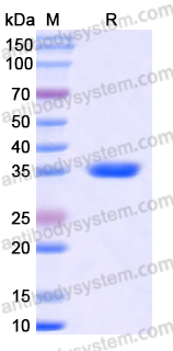 Recombinant Human CD181/CD128/CXCR1 Protein, N-GST