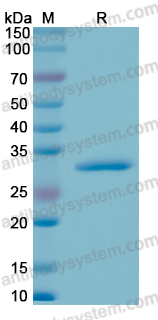 Recombinant Human CD182/CXCR2 Protein, N-GST