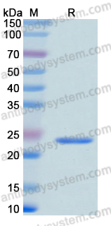 Recombinant Human APC Protein, N-His