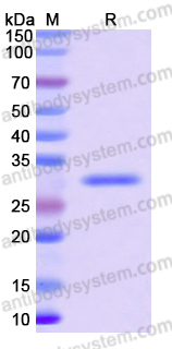 Recombinant Human CD24 Protein, N-GST