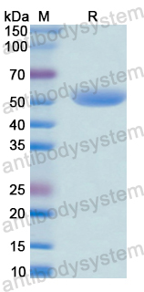 Recombinant Human GRK2 Protein, N-GST