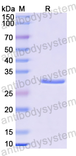 Recombinant Human TACR1 Protein, N-GST & C-His