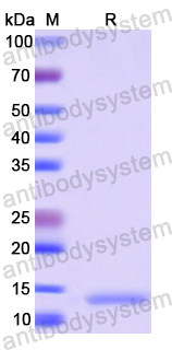 Recombinant Human CXCR-7/ACKR3 Protein, N-His