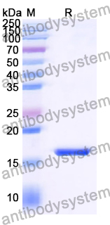 Recombinant Human CXCR7/ACKR3 Protein, N-His-SUMO
