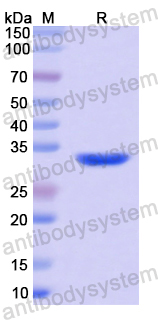 Recombinant Human F2R Protein, N-GST