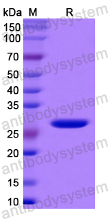 Recombinant Human MPZ Protein, N-His