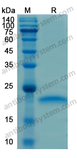 Recombinant Human CD95/FAS Protein, N-His