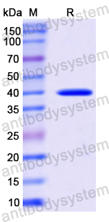 Recombinant Human HSP40/DNAJB1 Protein, N-His