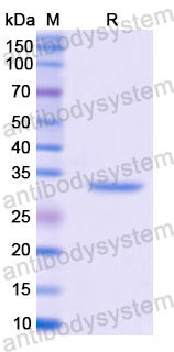 Recombinant Human MT3 Protein, N-GST