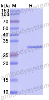 Recombinant Human PSMA4 Protein, N-His