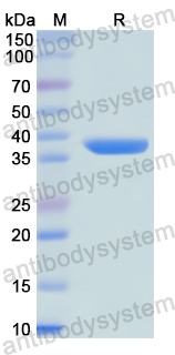 Recombinant Human NPY1R Protein, N-GST