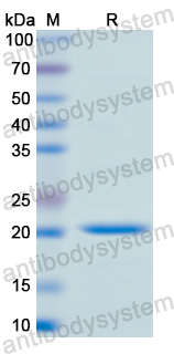 Recombinant Human CD40/TNFRSF5 Protein, N-His