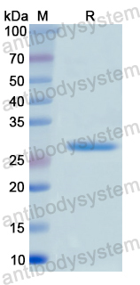 Recombinant Human MSN Protein, N-His